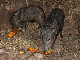 Hallowe'en in the Desert (flash fiction)